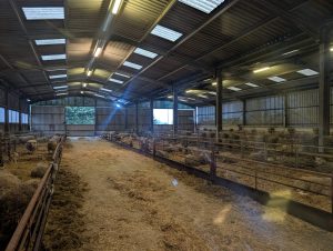 Lambing Factors – Easter Insights